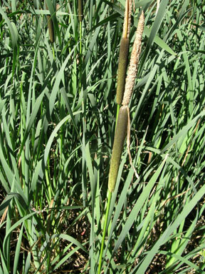 APII jpeg image of Typha latifolia  © contact APII