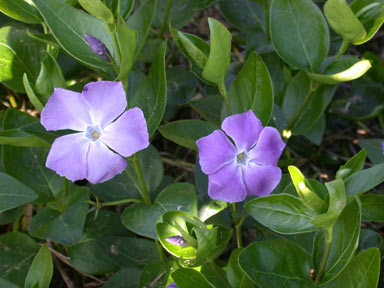 APII jpeg image of Vinca major  © contact APII