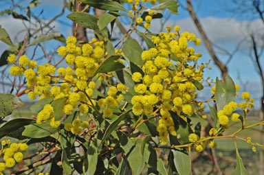 APII jpeg image of Acacia pycnantha  © contact APII