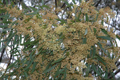 APII jpeg image of Acacia rostellifera  © contact APII