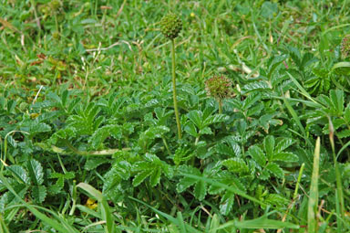 APII jpeg image of Acaena novae-zelandiae  © contact APII