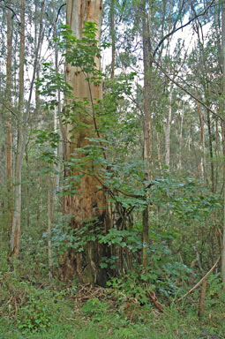 APII jpeg image of Acer pseudoplatanus  © contact APII