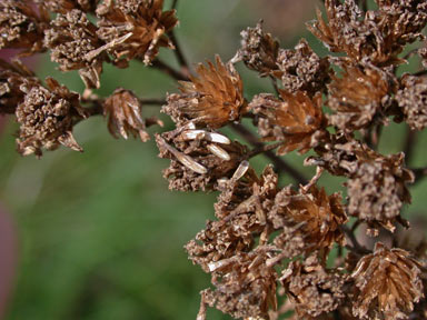 APII jpeg image of Achillea millefolium  © contact APII