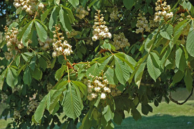 APII jpeg image of Aesculus hippocastanum  © contact APII