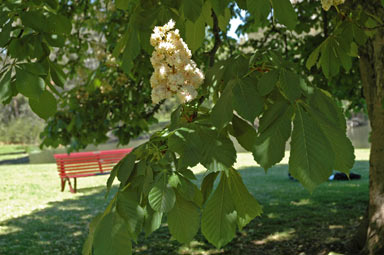 APII jpeg image of Aesculus hippocastanum  © contact APII