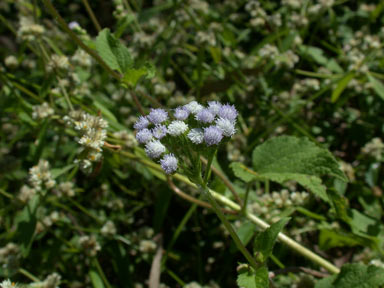 APII jpeg image of Ageratum conyzoides  © contact APII