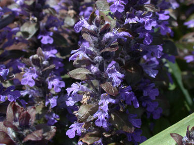 APII jpeg image of Ajuga reptans  © contact APII