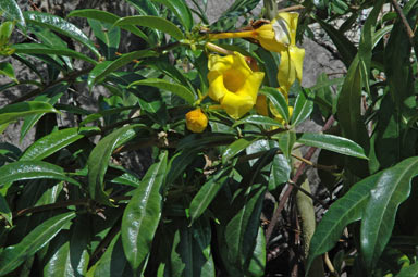 APII jpeg image of Allamanda cathartica  © contact APII