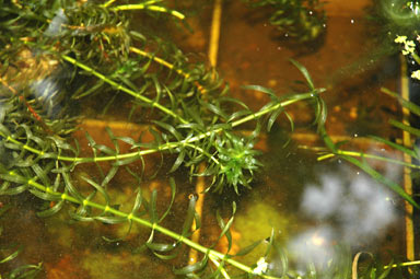 APII jpeg image of Elodea sp.  © contact APII