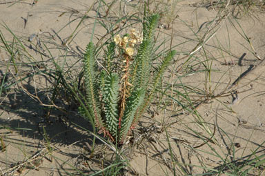 APII jpeg image of Euphorbia paralias  © contact APII