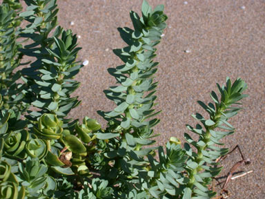 APII jpeg image of Euphorbia paralias  © contact APII