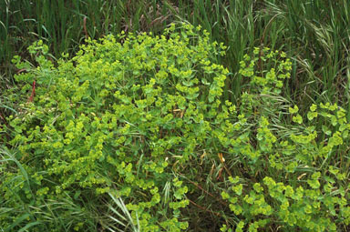 APII jpeg image of Euphorbia terracina  © contact APII