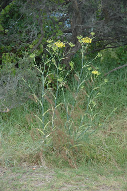 APII jpeg image of Foeniculum vulgare  © contact APII