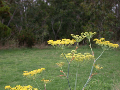 APII jpeg image of Foeniculum vulgare  © contact APII