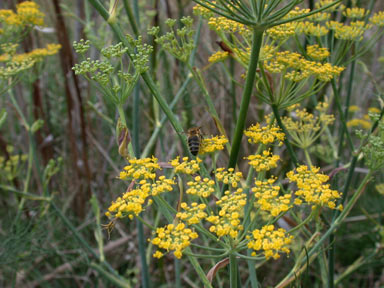 APII jpeg image of Foeniculum vulgare  © contact APII