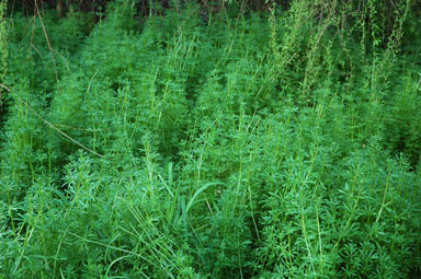 APII jpeg image of Galium aparine  © contact APII