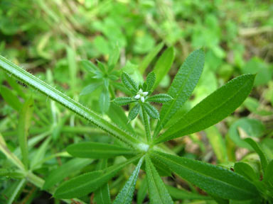 APII jpeg image of Galium aparine  © contact APII