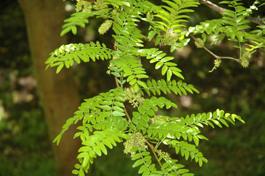 APII jpeg image of Gleditsia triacanthos 'Sunburst'  © contact APII