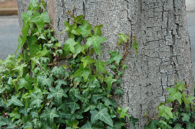 APII jpeg image of Hedera helix  © contact APII