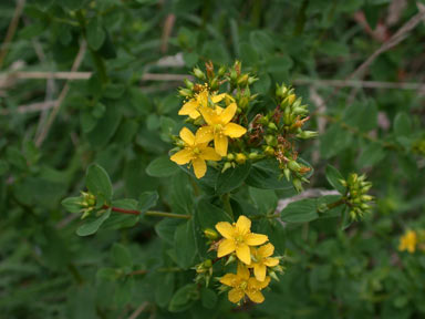 APII jpeg image of Hypericum tetrapterum  © contact APII