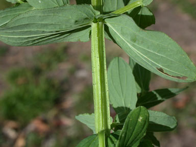 APII jpeg image of Hypericum tetrapterum  © contact APII