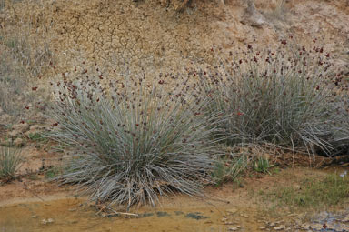 APII jpeg image of Juncus acutus  © contact APII