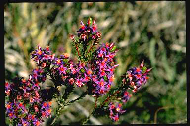 APII jpeg image of Calytrix sapphirina  © contact APII