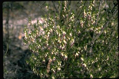 APII jpeg image of Conostephium minus  © contact APII