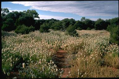 APII jpeg image of Ptilotus nobilis  © contact APII