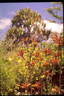 APII jpeg image of Anigozanthos 'Spence's Spectacular'  © contact APII