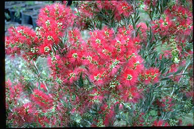 APII jpeg image of Callistemon 'Hannah's Child'  © contact APII