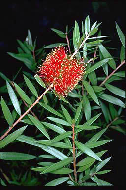 APII jpeg image of Callistemon 'Ngungun Red'  © contact APII