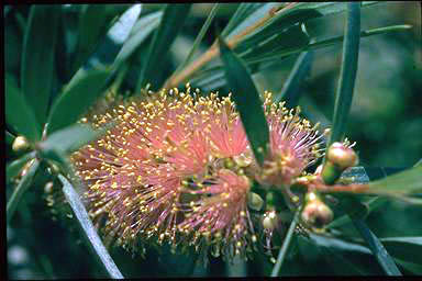 APII jpeg image of Callistemon 'Sallyann'  © contact APII