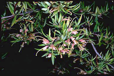 APII jpeg image of Grevillea 'Forest Rambler'  © contact APII