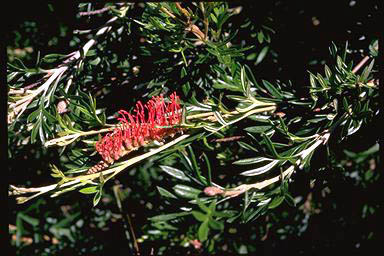 APII jpeg image of Grevillea 'Green Glow'  © contact APII