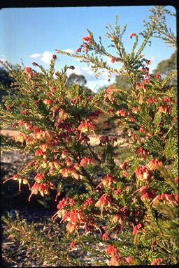 APII jpeg image of Grevillea 'Pink Star'  © contact APII