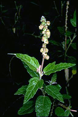 APII jpeg image of Adriana tomentosa var. tomentosa  © contact APII