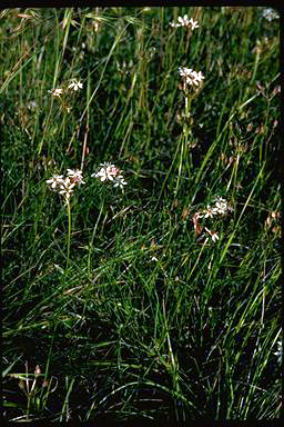 APII jpeg image of Burchardia umbellata  © contact APII