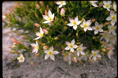 APII jpeg image of Calytrix cresswellii  © contact APII