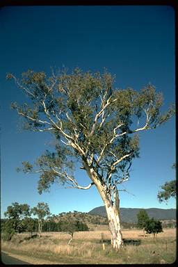 APII jpeg image of Eucalyptus blakelyi  © contact APII