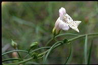 flower image