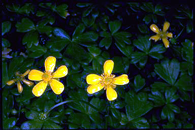 APII jpeg image of Ranunculus collinus  © contact APII