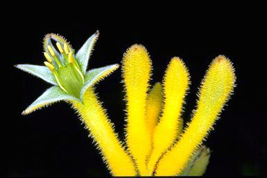 APII jpeg image of Anigozanthos 'Bush Glow'  © contact APII