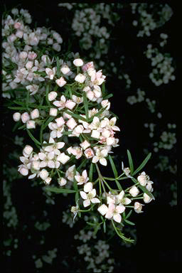 APII jpeg image of Boronia pinnata 'Spring White'  © contact APII