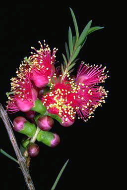 APII jpeg image of Melaleuca fulgens  © contact APII