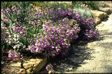 APII jpeg image of Scaevola 'New Blue'  © contact APII