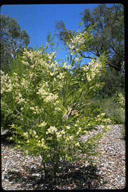 APII jpeg image of Melaleuca bracteata  © contact APII