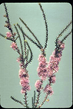 APII jpeg image of Melaleuca depauperata  © contact APII