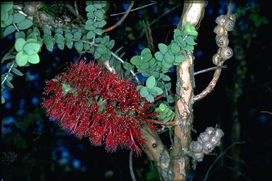 APII jpeg image of Melaleuca elliptica  © contact APII