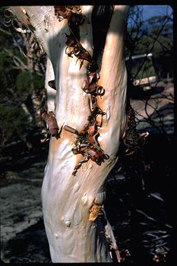 APII jpeg image of Melaleuca exuvia  © contact APII